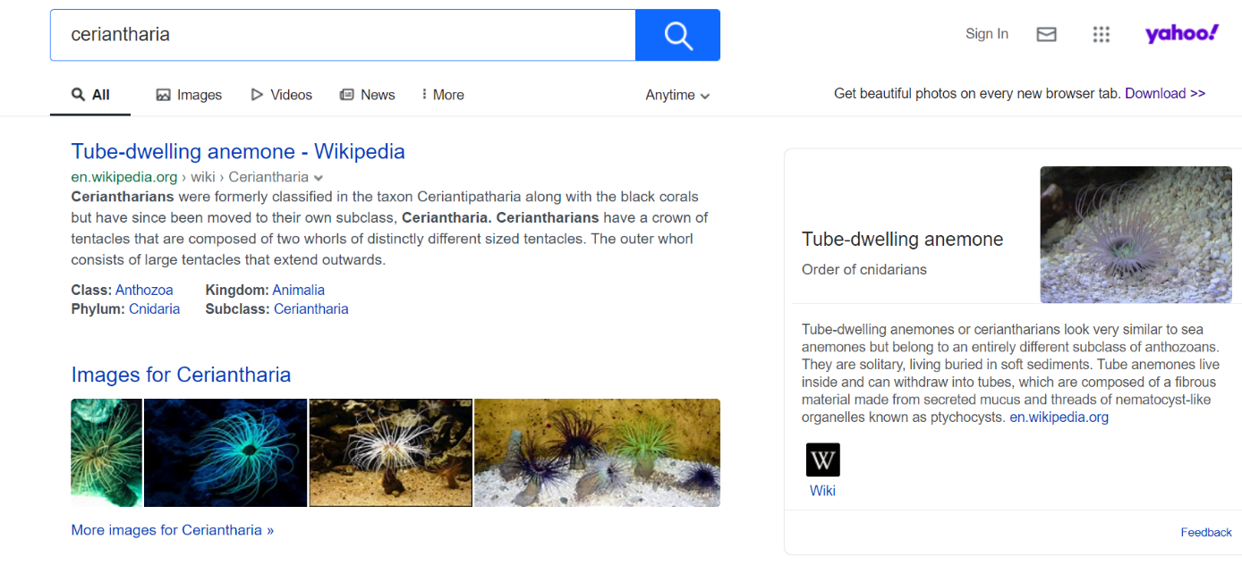 Alternative A Google I Migliori Motori Di Ricerca Internet Ionos