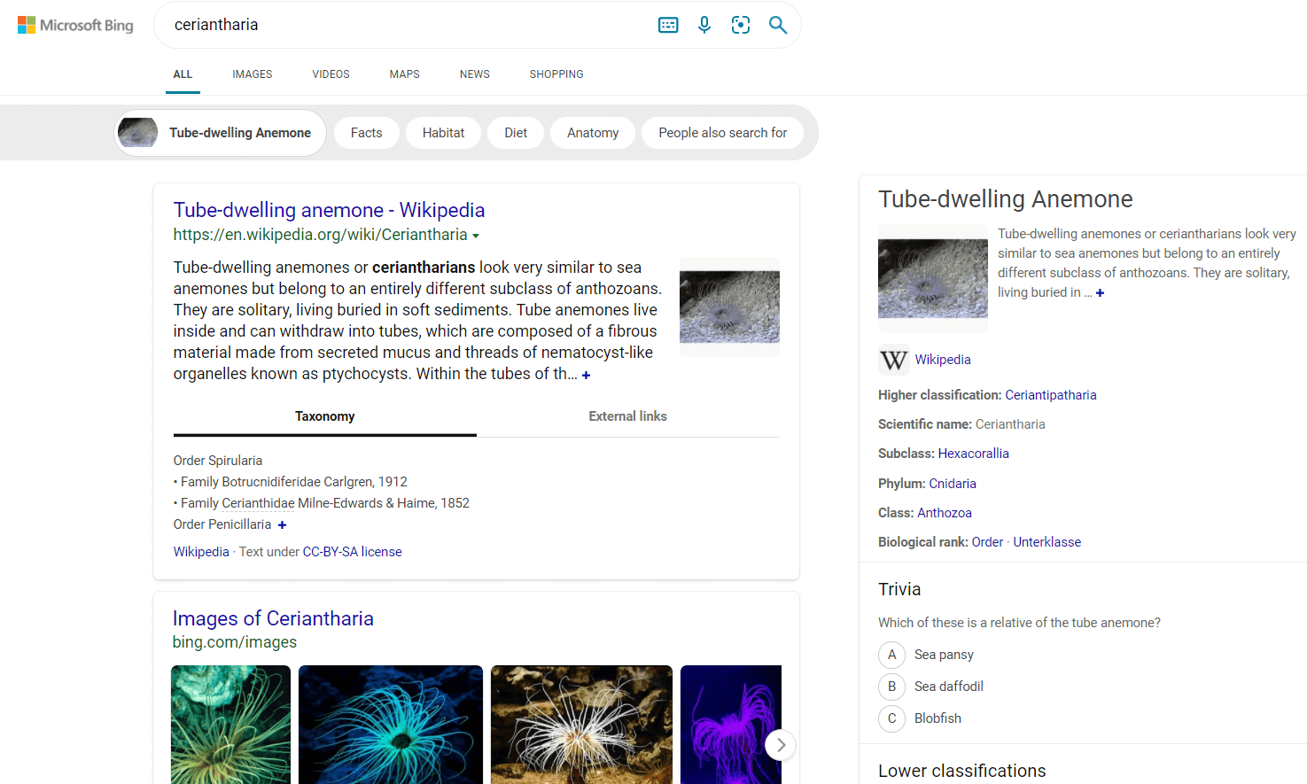 Visualizzazione dei risultati di ricerca su Bing
